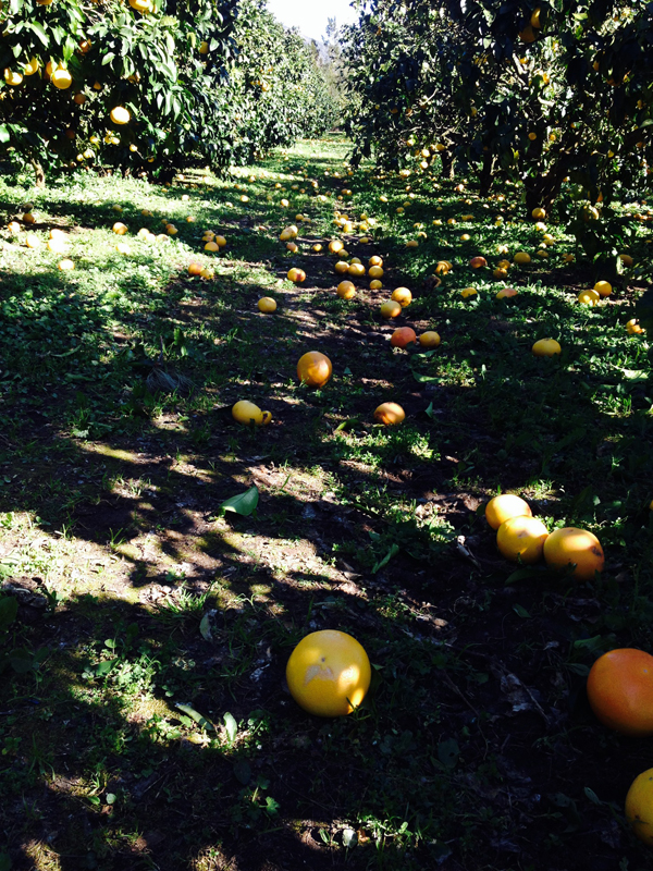 DEGATS POMELOS